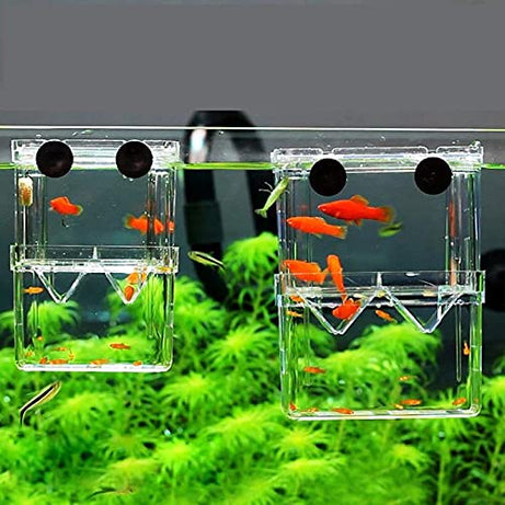 VAYINATO Petzlifeworld Aquarium Fish Guppy Double Deck Breeding Box, Isolation Box For Fish(Large)