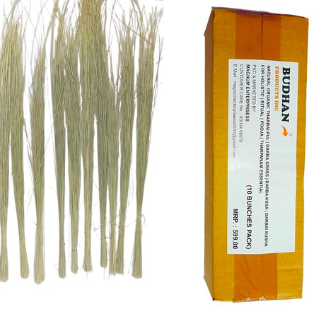 BUDHAN Natural Organic THARBAI PUL, DARBA GRASS, DHARBA KUSA (10 BUNCHES) Darbai pul for Holistic pooja / Tharpanam essential