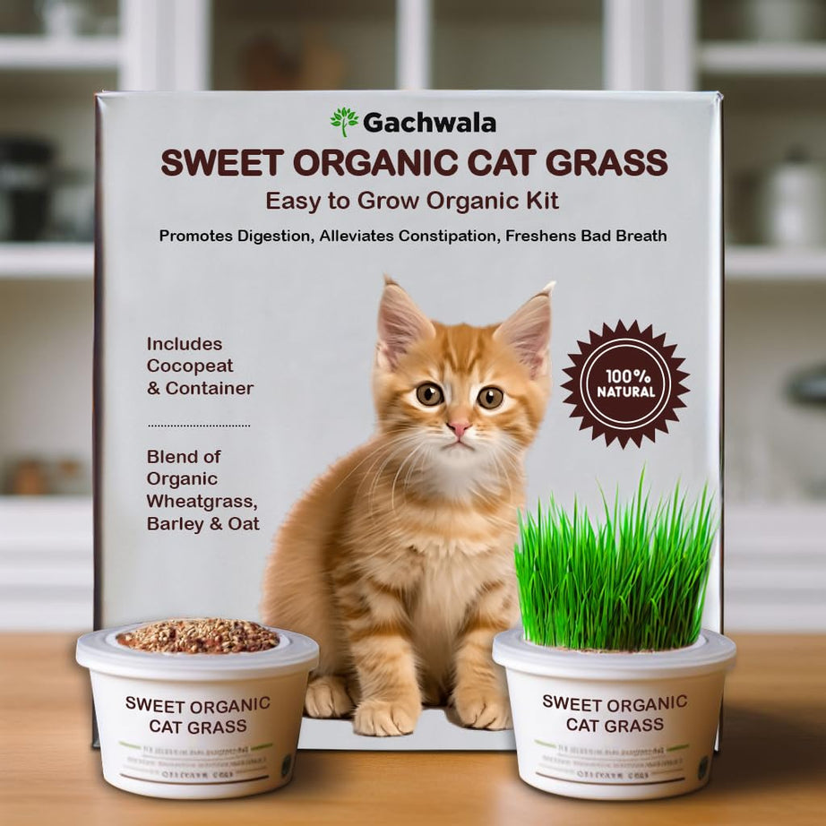 Gachwala Sweet Organic Cat Grass Kit, Easy-to-Grow Catgrass, Blend of Organic Wheatgrass, Barley & Oat - Includes Cocopeat & Container, Promotes Digestion & Reduces Hairballs of Indoor Cat