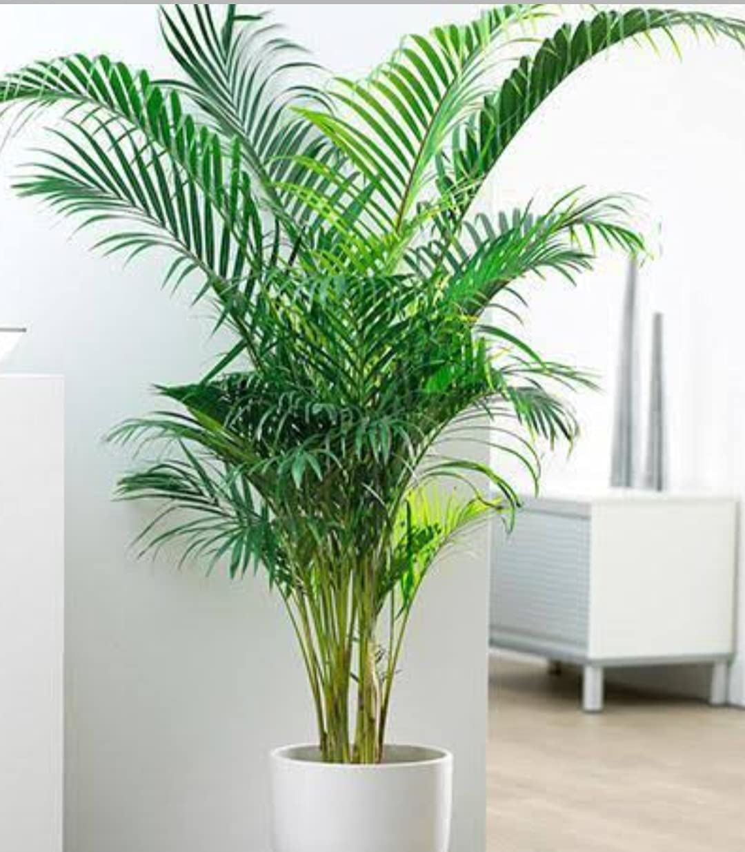 Kuberaa Areca Palm Air Purifier Natural Plant 37inches with beautiful white Pot 10 inches & Colour full Pebbles for Outdoor & Indoors Home/Office/Shop Decoration (Large-Size : 37 inches)