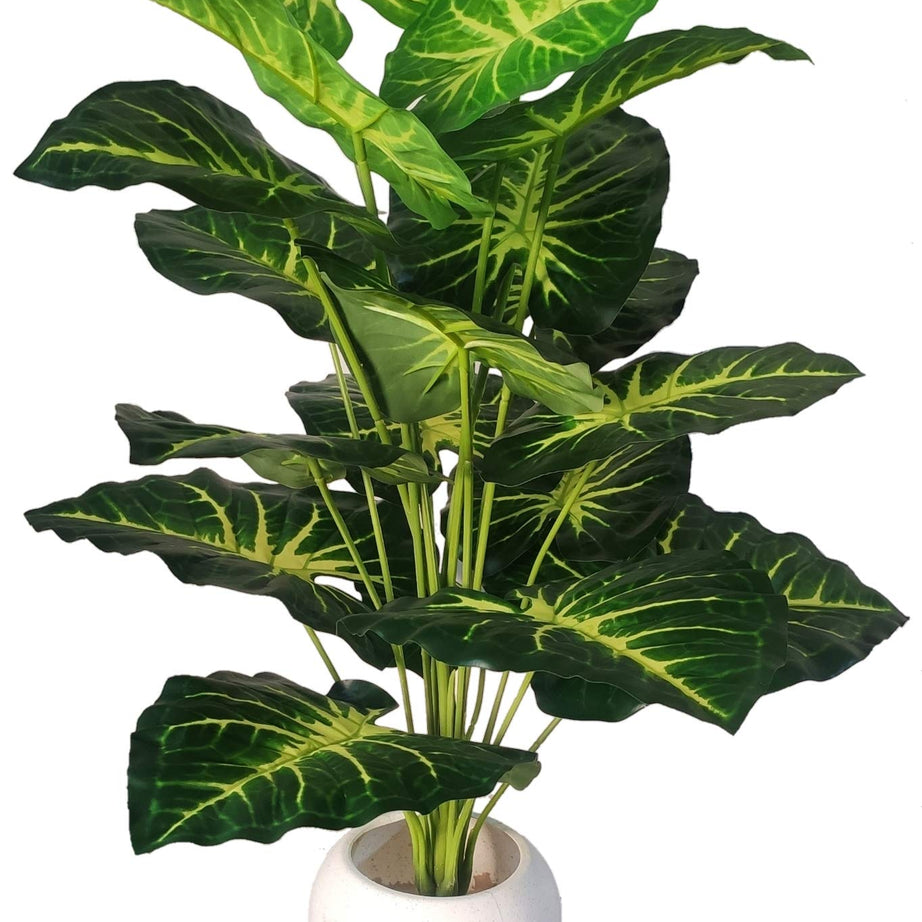 BAARIG Natural Looking Big Money Plant Tree with 18 Long Leaves without Pot (Green & Yellow)